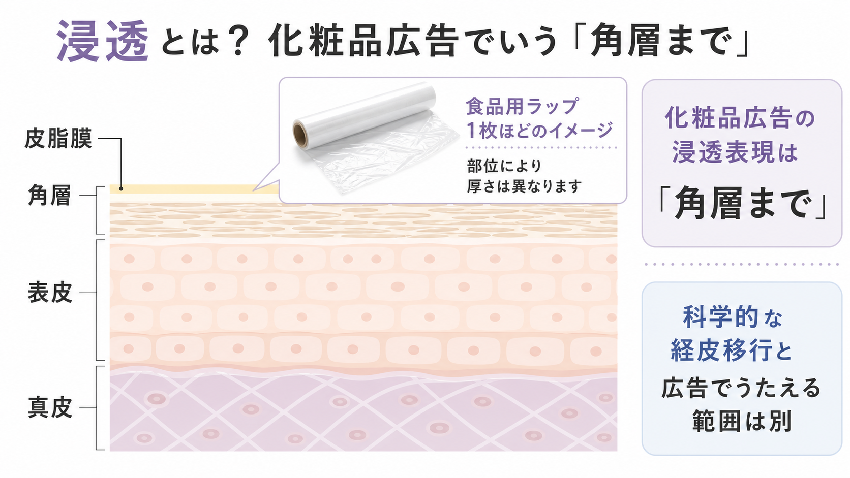 皮脂膜・角層・表皮・真皮と化粧品の浸透範囲を示す図解