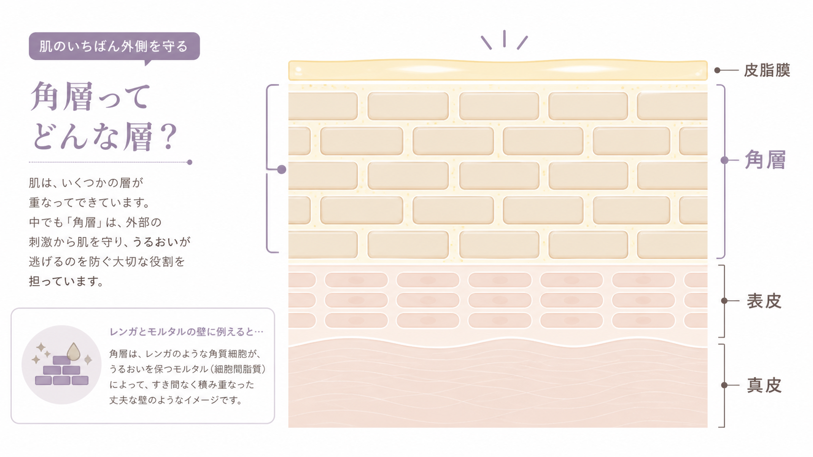 皮脂膜・角層・表皮・真皮の位置関係を示した図解