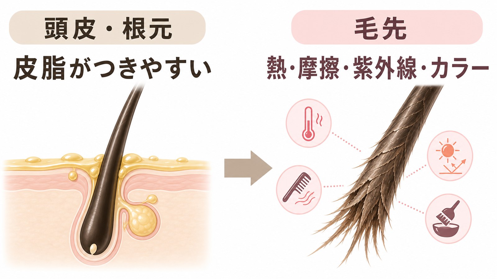 頭皮の皮脂と毛先に蓄積するダメージの違いを示す図解