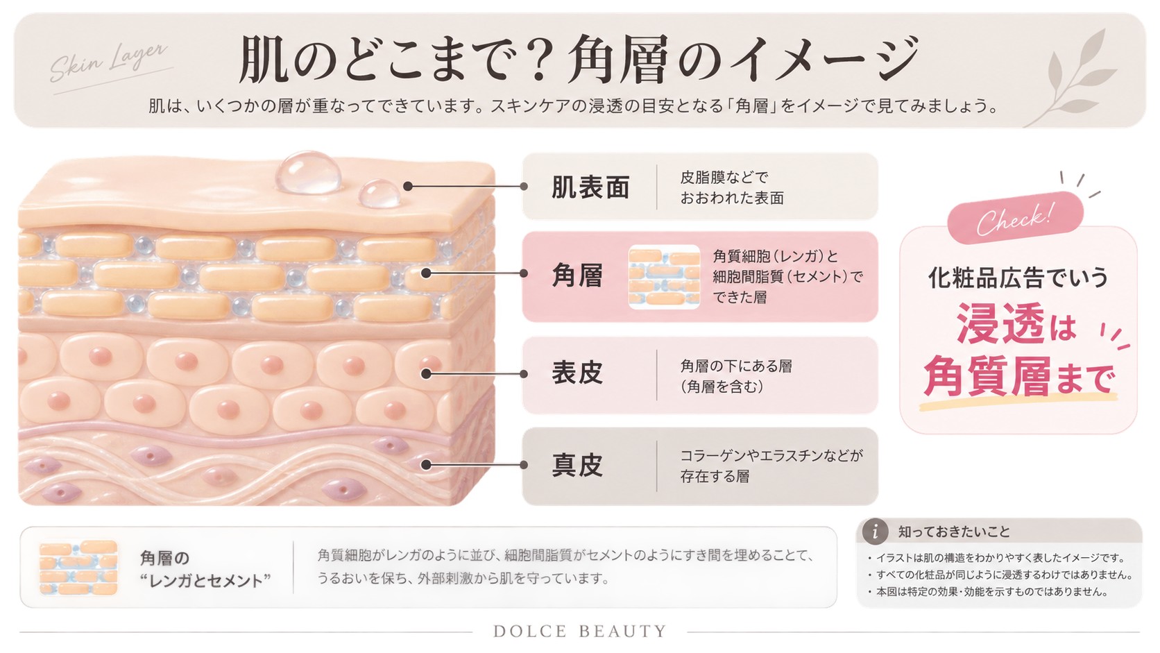 肌表面と角層・表皮・真皮のイメージ
